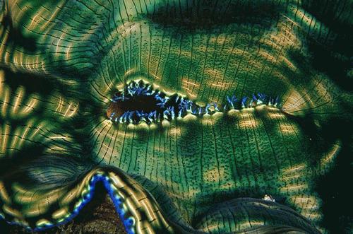 Những sinh vật kỳ lạ đáy biển Tam giác San hô