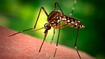 Tạo ra loài muỗi không có khả năng truyền bệnh