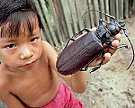 Những “kẻ khổng lồ” trong thế giới côn trùng